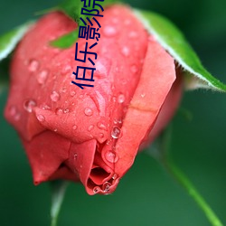 伯乐(lè)影院