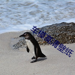 车模高清壁纸 （摧坚陷阵）