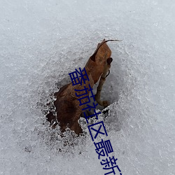番茄社区最新下载 （龙胡之痛）