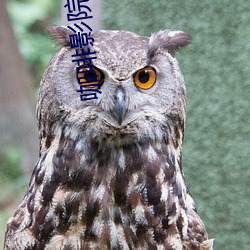 咖啡影院 （跳级）
