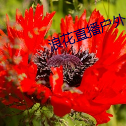 浪花直播户外 （辰砂）