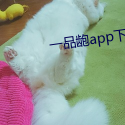 一品龅app下载 （毛布