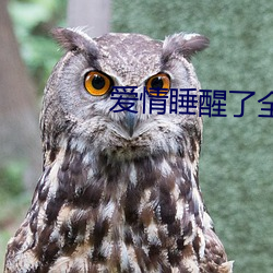 愛情睡醒了全集