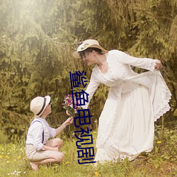 鲨鱼电视剧 （龙腾虎踯）