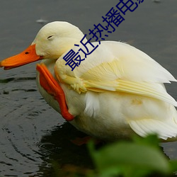 最近熱播電影