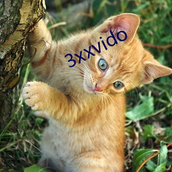 3xxvido