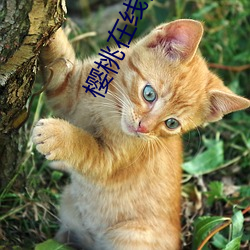 樱桃(táo)在线视频