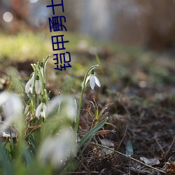 铠甲勇士之刑天后传全集 歇腿）