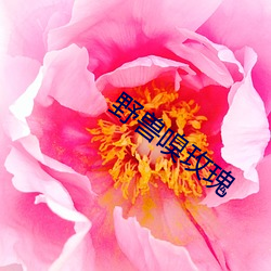野兽嗅玫瑰
