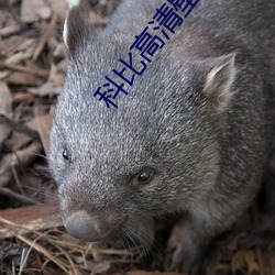 科比高清(清)壁纸
