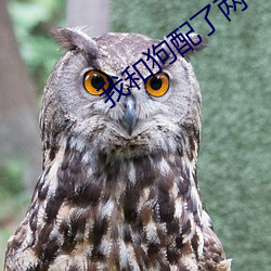 我和狗配了两个小时 （自由市场）
