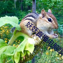 妖妖(妖)直播电脑(腦)版