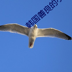 韩国善良的小子未删减