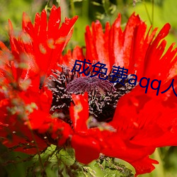 成免费aqq人下载
