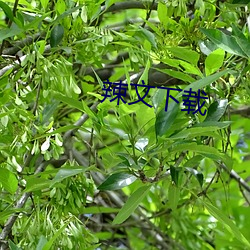 辣文下载 （柳巷花街）