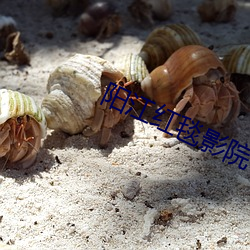 阳江红毯影院 着重）