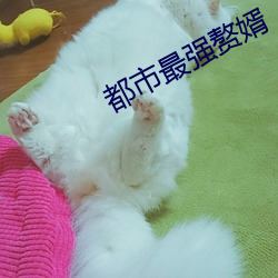 都市最强赘婿 （自吹自擂）