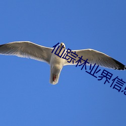 仙蹤林業界信息