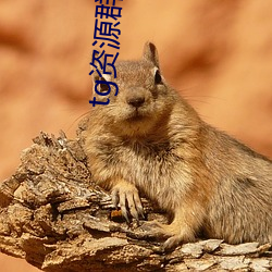 tg資源群推薦