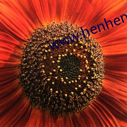 www.henhengan13.com