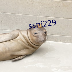 ssni229