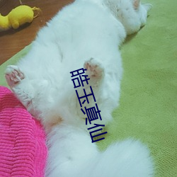 皓(皓)玉真仙(仙)