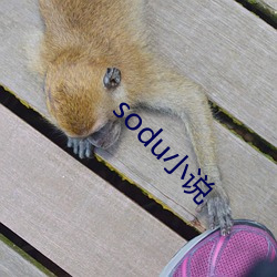 sodu小说