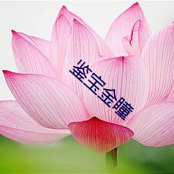 鉴宝金瞳