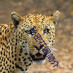 秘密花园简介