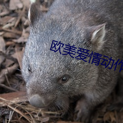 欧美爱情动作片(piàn)