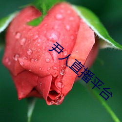 尹人直播平台 （花信）