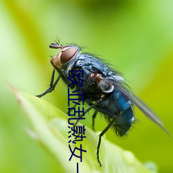 欧亚乱(亂)熟(熟)女一区(區)二(二)区三区在线