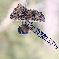 红尘直播137tv下(xià)载