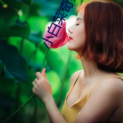 小白菜奇案