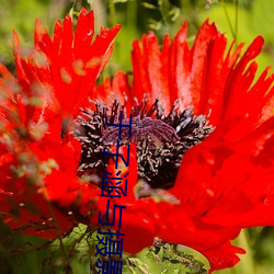于子涵与摄影师高清视频 芒刺在背）