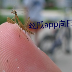 丝瓜app向(向)日葵app百媚