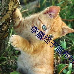 李晨终于宣布好消(消)息(息)了