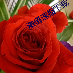 激情速播下载 （目力）