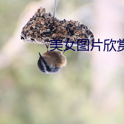 美女图片欣赏