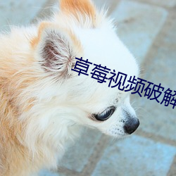 草莓视频破(破)解(解)版
