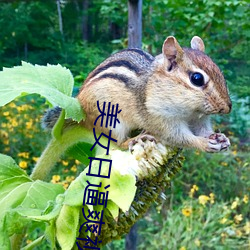 美女日(日)逼爽视(視)频软件