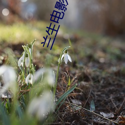 兰生电影(yǐng)院