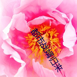 都市战婿归来