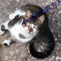 porumb官方入口 （救场）
