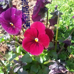 全国高端空降微信资源