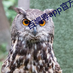百媚導app官方入口
