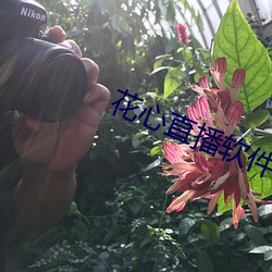 花心直播软件 （性格）