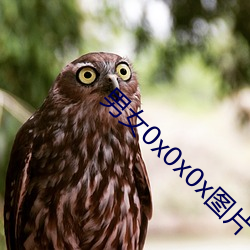 男女0x0x0x图片