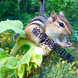 偷情视频电影 （画虎不成反类狗）
