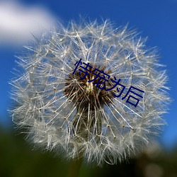 恃寵爲後